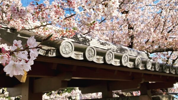 この時期だけの桜と瓦屋根のコラボ画像で癒されたい