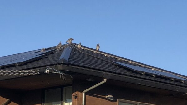 太陽光発電パネル下に住み着いてしまった鳥のフンによる鳥害対策工事【刈谷市】