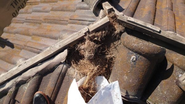 刈谷市でセメント瓦の下から鳥の巣がたくさん出てきてビックリした葺き替え工事